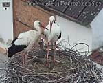 Capi_Dubne_20250414_082503.jpg