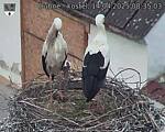 Capi_Dubne_20250414_083503.jpg
