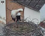 Capi_Dubne_20250414_084002.jpg