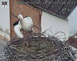 Capi_Dubne_20250414_084503.jpg