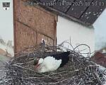 Capi_Dubne_20250414_085003.jpg