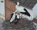 Capi_Dubne_20250414_090003.jpg