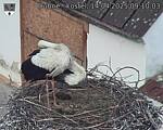 Capi_Dubne_20250414_091003.jpg