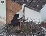 Capi_Dubne_20250414_092503.jpg