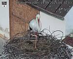 Capi_Dubne_20250414_093003.jpg