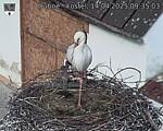 Capi_Dubne_20250414_093503.jpg