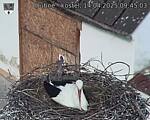 Capi_Dubne_20250414_094503.jpg