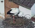 Capi_Dubne_20250414_095003.jpg