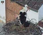 Capi_Dubne_20250414_100503.jpg