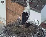 Capi_Dubne_20250414_101003.jpg
