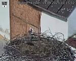 Capi_Dubne_20250414_101502.jpg