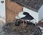 Capi_Dubne_20250414_102003.jpg