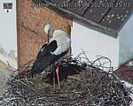 Capi_Dubne_20250414_102503.jpg