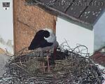 Capi_Dubne_20250414_103003.jpg