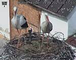 Capi_Dubne_20250414_105503.jpg