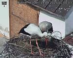 Capi_Dubne_20250414_110003.jpg