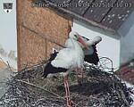 Capi_Dubne_20250414_111003.jpg