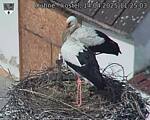 Capi_Dubne_20250414_112503.jpg
