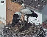 Capi_Dubne_20250414_113003.jpg