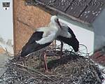 Capi_Dubne_20250414_113502.jpg