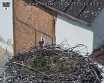 Capi_Dubne_20250414_114503.jpg