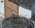 Capi_Dubne_20250414_122003.jpg