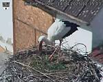 Capi_Dubne_20250414_123503.jpg