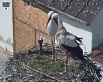 Capi_Dubne_20250414_130002.jpg