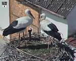 Capi_Dubne_20250414_132002.jpg