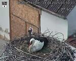 Capi_Dubne_20250414_135003.jpg