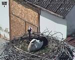 Capi_Dubne_20250414_140003.jpg