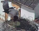 Capi_Dubne_20250414_140503.jpg
