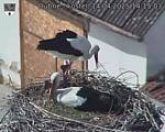 Capi_Dubne_20250414_141503.jpg