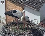 Capi_Dubne_20250414_142503.jpg