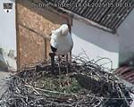 Capi_Dubne_20250414_150003.jpg