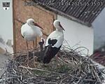 Capi_Dubne_20250414_153503.jpg