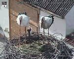 Capi_Dubne_20250414_154503.jpg