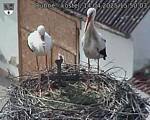 Capi_Dubne_20250414_155003.jpg