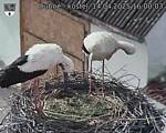 Capi_Dubne_20250414_160003.jpg
