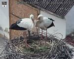 Capi_Dubne_20250414_160503.jpg