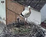 Capi_Dubne_20250414_161003.jpg