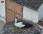 Capi_Dubne_20250414_162003.jpg