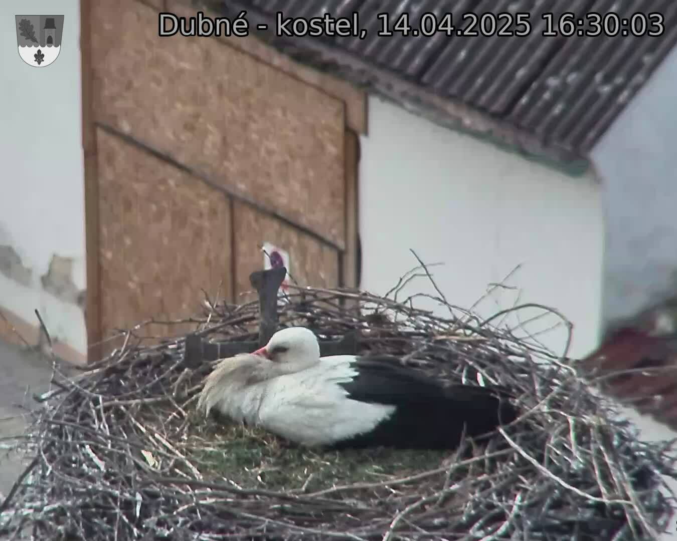 Capi_Dubne_20250414_163003.jpg (1350 x 1080)