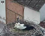 Capi_Dubne_20250414_164502.jpg