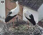 Capi_Dubne_20250414_165002.jpg