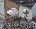 Capi_Dubne_20250414_165503.jpg