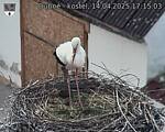Capi_Dubne_20250414_171503.jpg