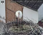 Capi_Dubne_20250414_172003.jpg