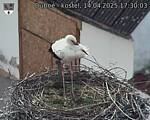 Capi_Dubne_20250414_173003.jpg