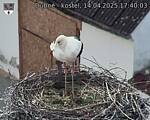 Capi_Dubne_20250414_174003.jpg